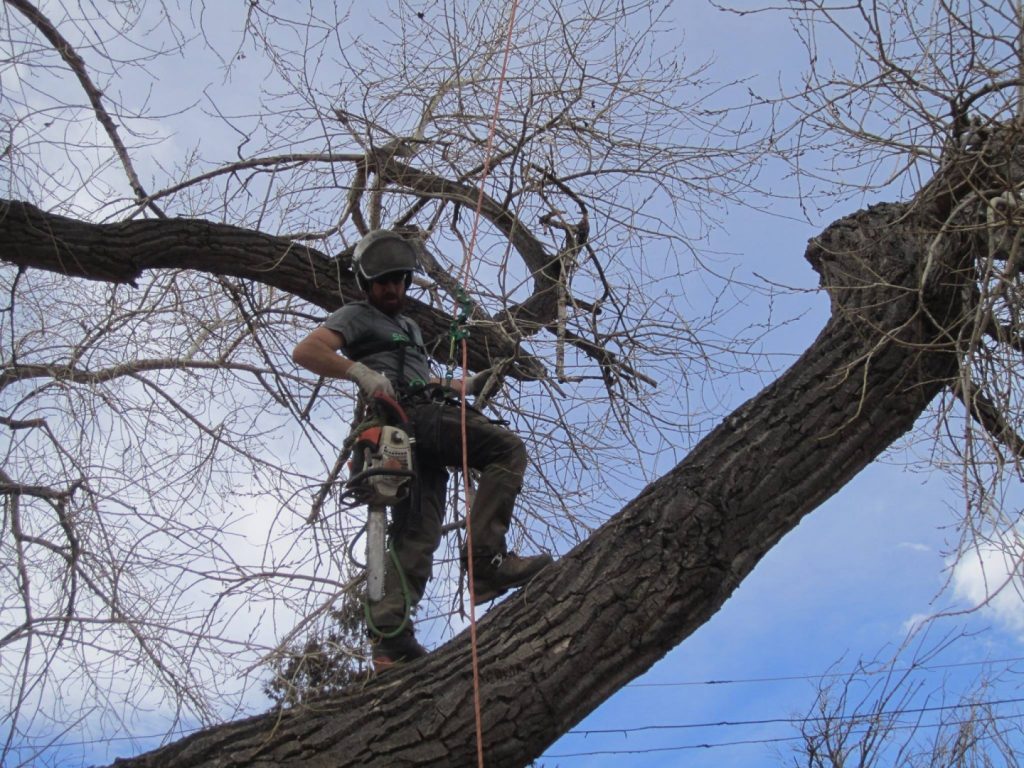 Ryan Scebbi prunes large tree in Northern Colorado