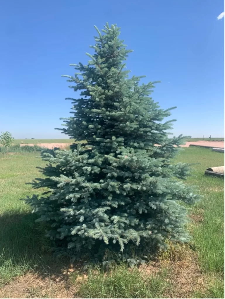 Scebbi Tree Services plants young spruce tree in 2017 and performs biannual tree feeding/fertilization to promote growth and tree health.