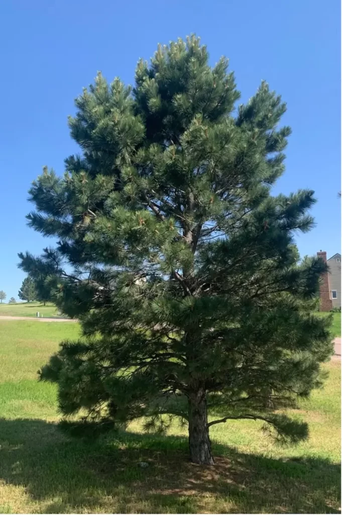 Growth after Scebbi Tree Services does multiple year deep root tree fertilization on evergreen/spruce tree in Parker, CO