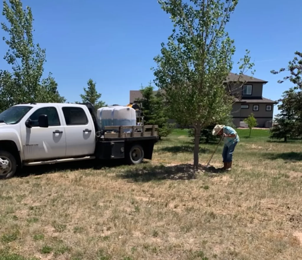 Scebbi Tree Services performs deep root tree feeding and fertilization on young cottonwood tree
