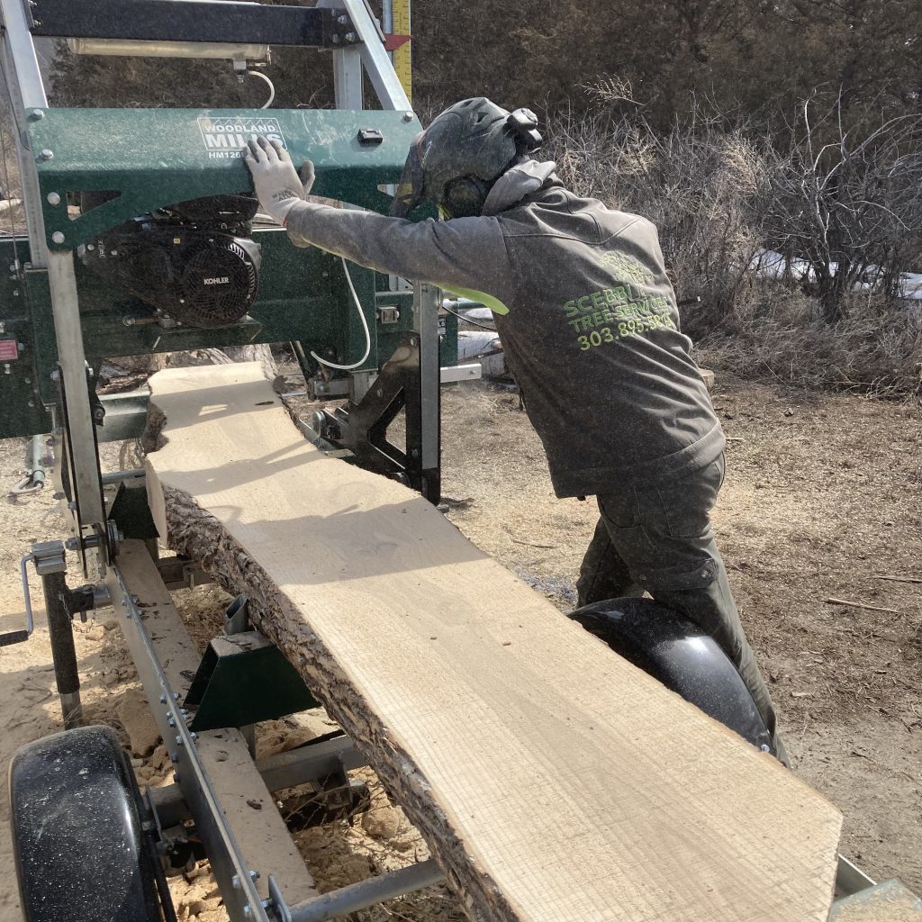 Scebbi Tree Services milling live edge slabs out of an Ash tree