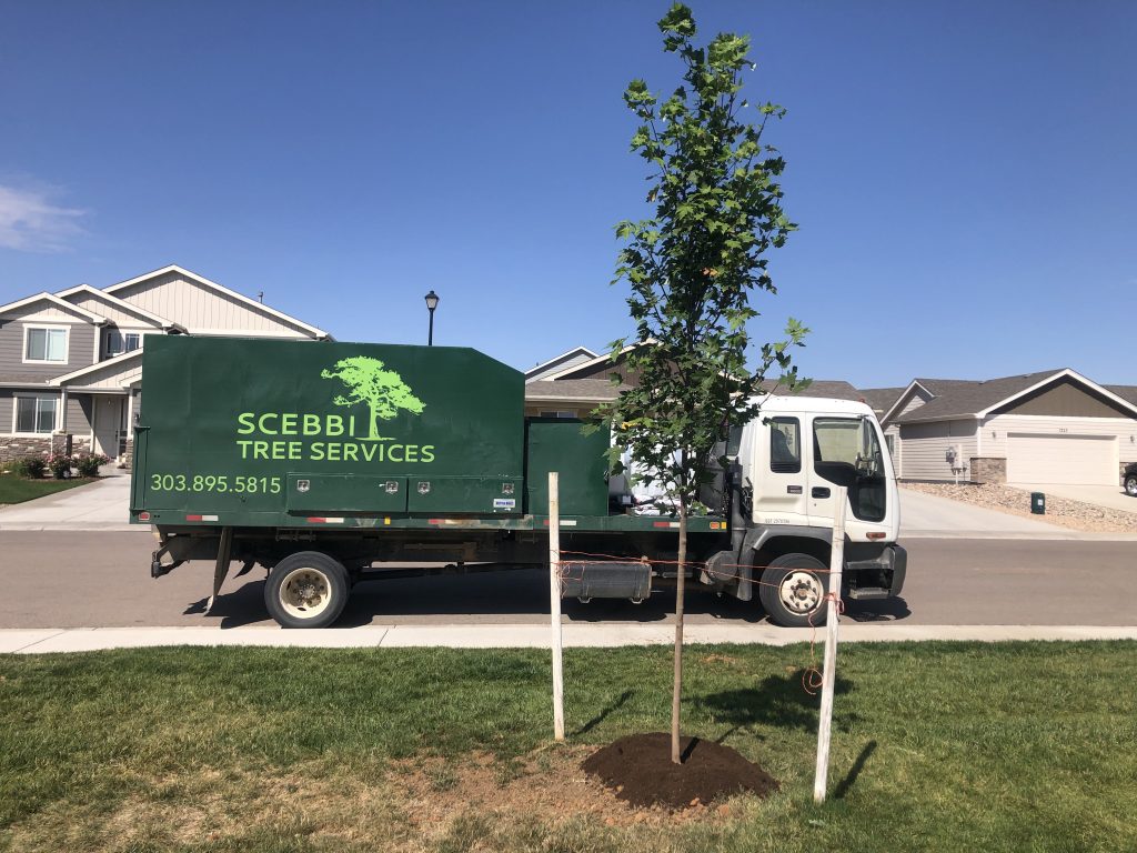 Scebbi Tree Services truck in front of newly planted tree in Windsor, CO