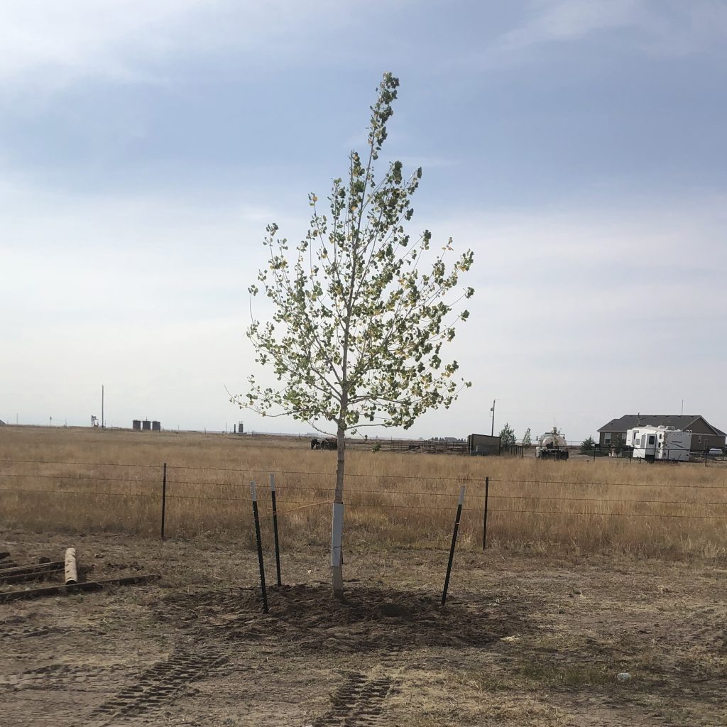 new trees planted on rural property in Northern Colorado, Scebbi Tree Services